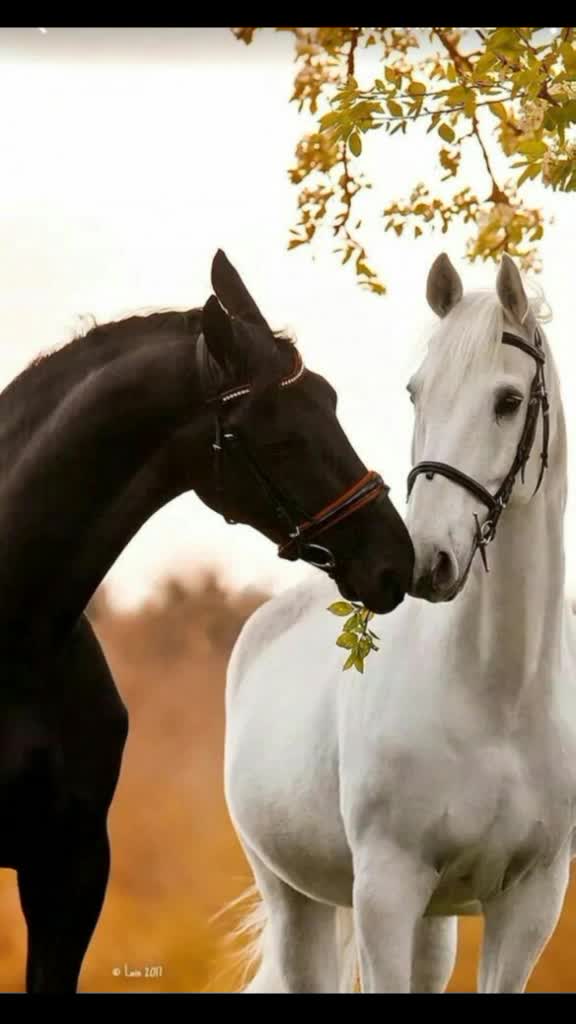 @TIK TOK નો રાજા ઘોડા નો બાદશાહ