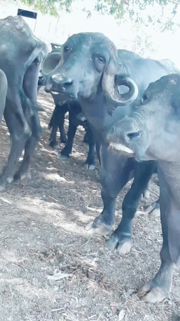 @😈 સભાડ 😈