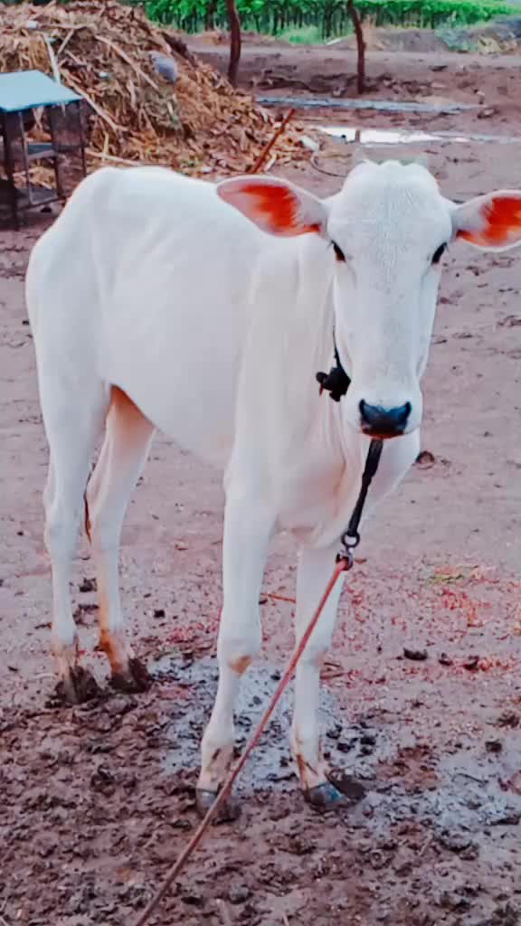 @Vishal4141