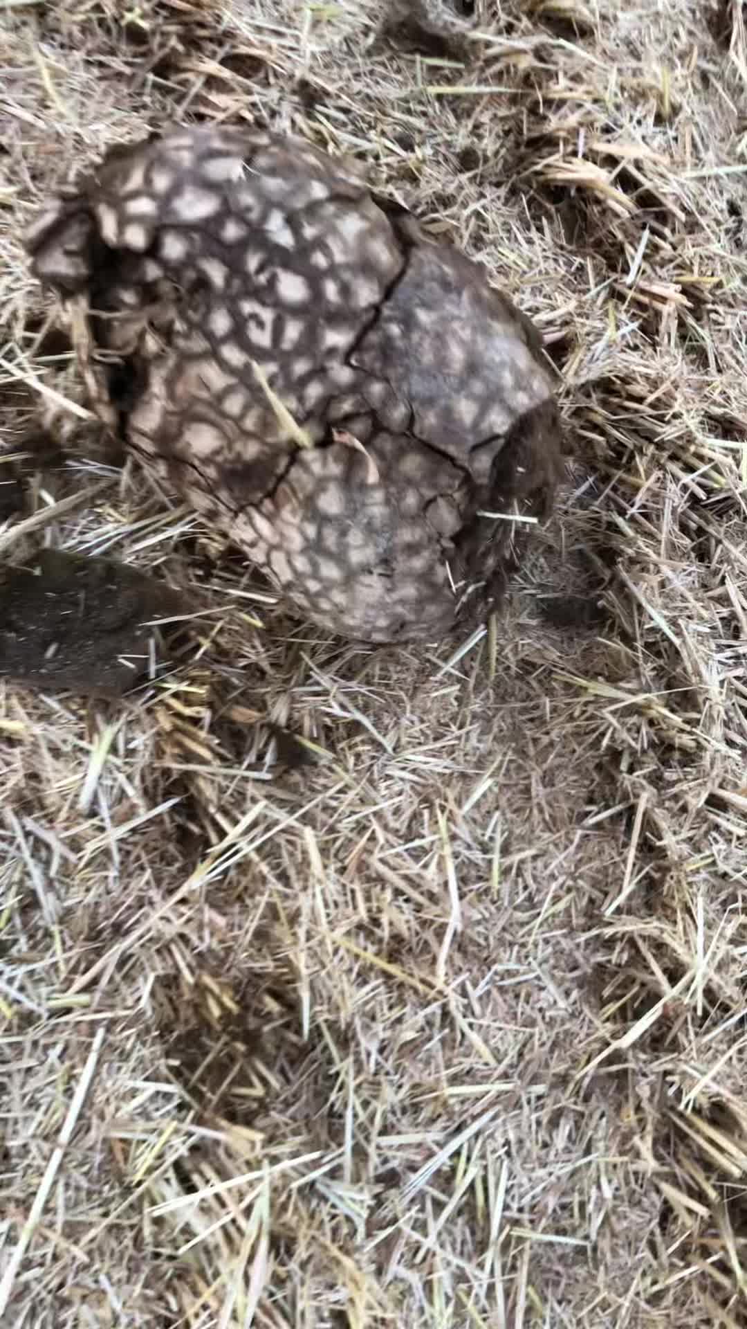@FarmsAndWreckreation