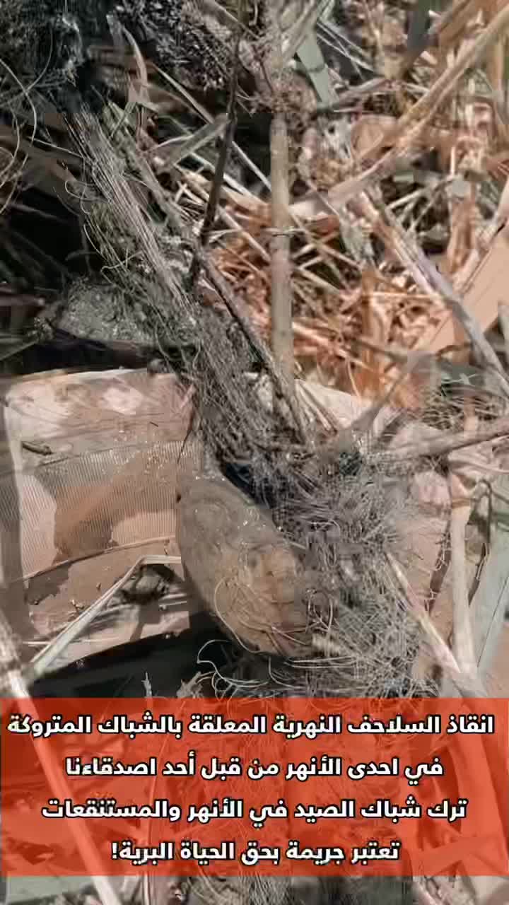 @الحياة البرية العراقية Iraqi W