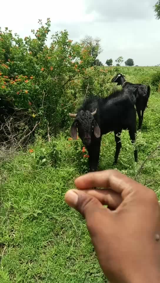 @कैलास काळे