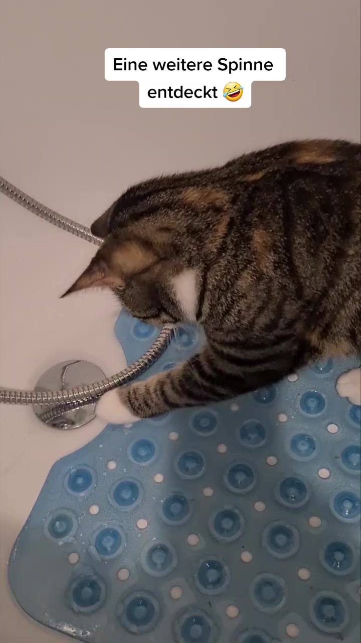 @5KidCat
