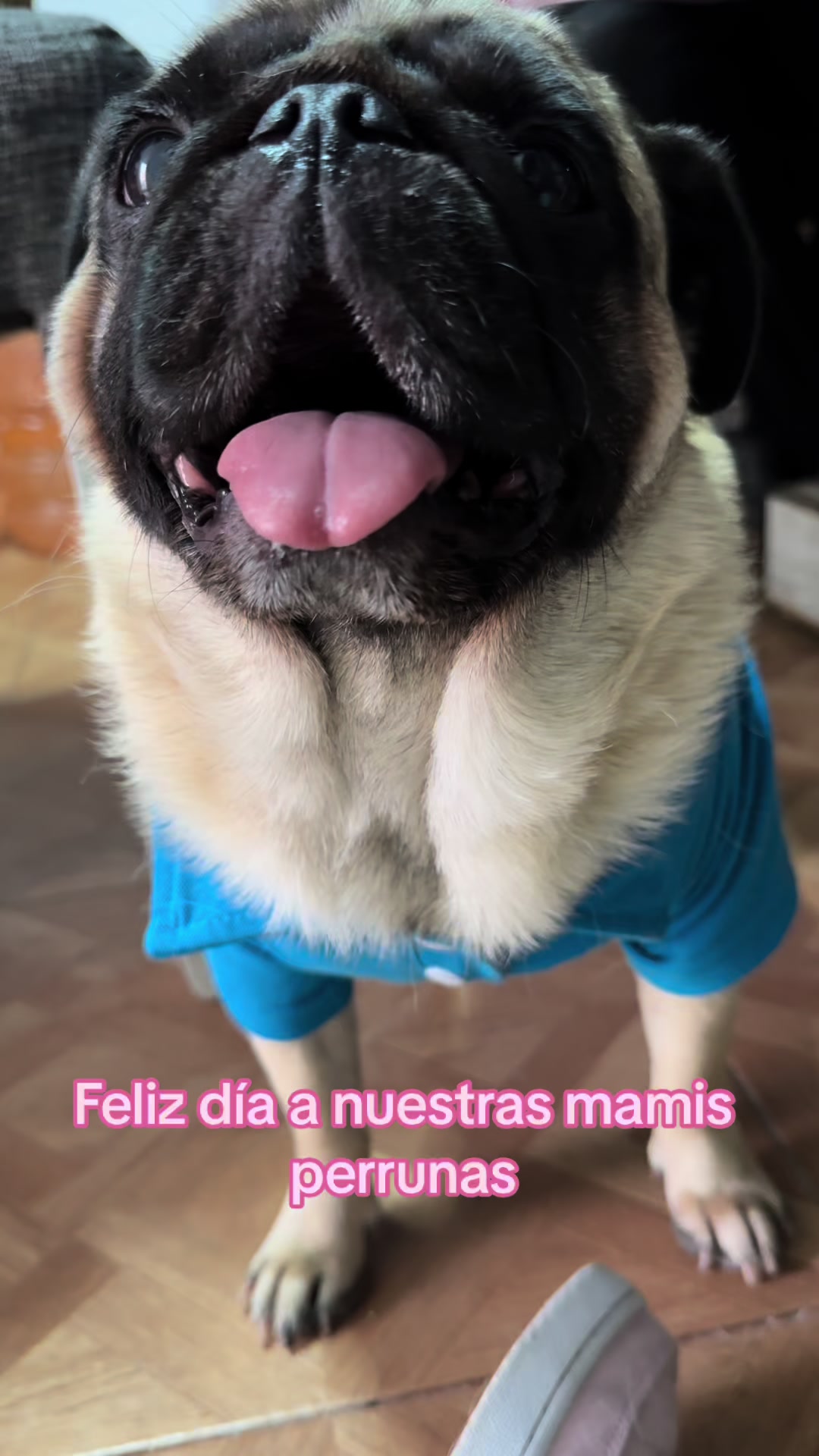 @Pugs en acción 🐶