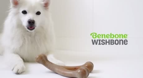 @pawsentials.store