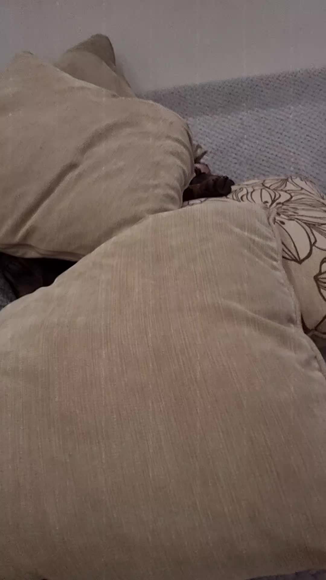 @Patti and Bella 🐾❤️🐶