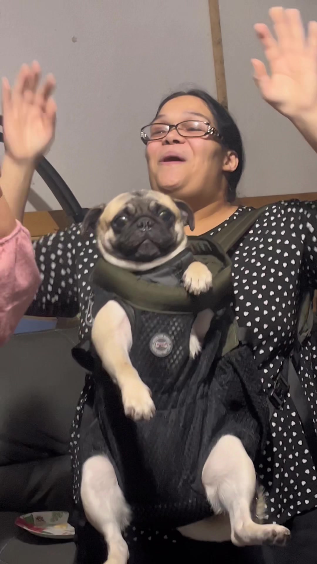 @Rigatoni the Pug
