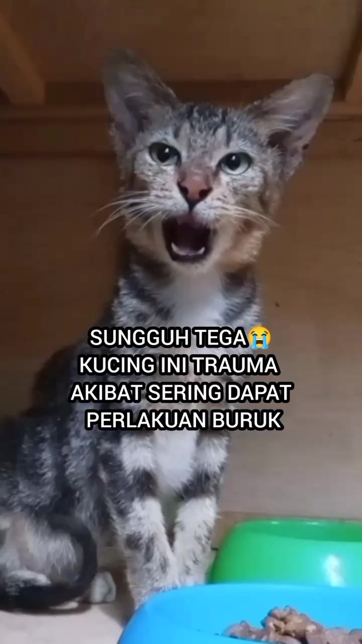 @Kucing Rumah Ronal