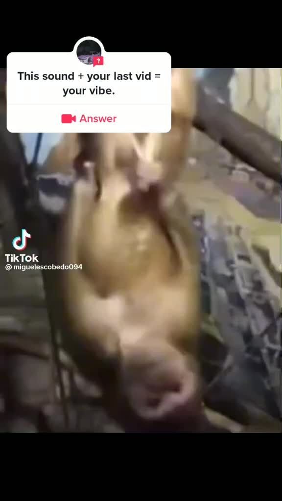 @fuc5 Jews