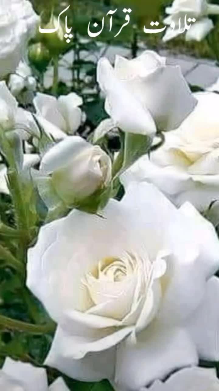 @zulfiqar Ali