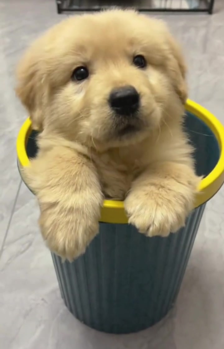 @Furry Little Friends