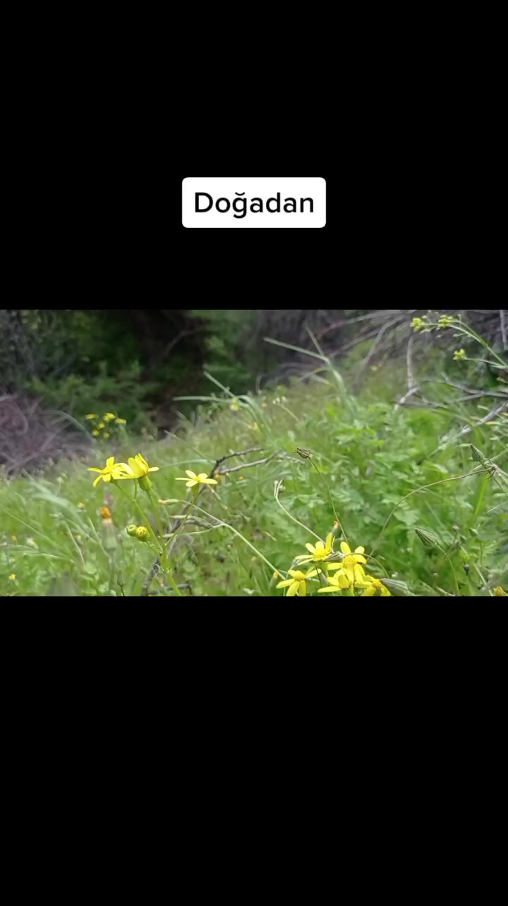 @BiyoMühendis