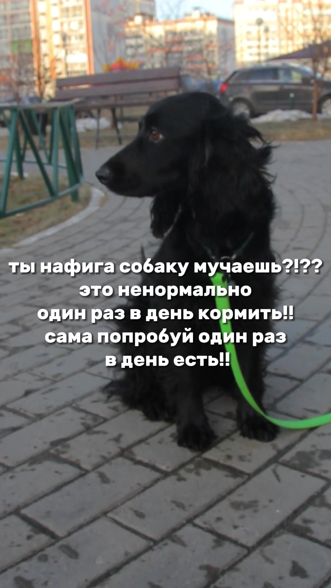 @шакалёнок