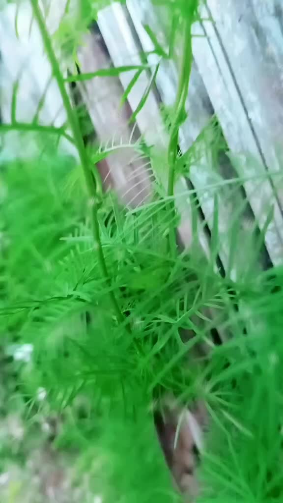 @kiki