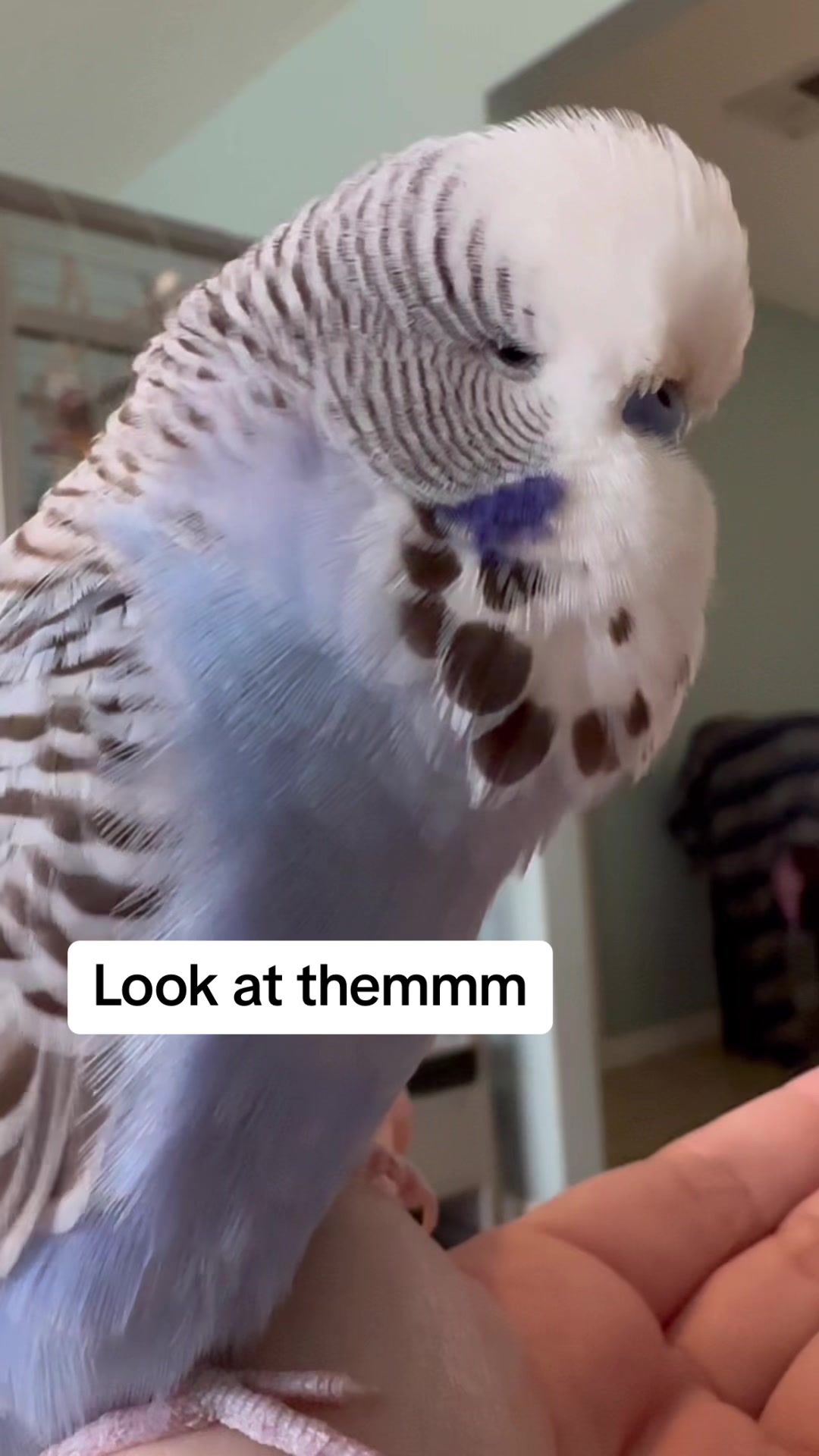 @Rupeedoo