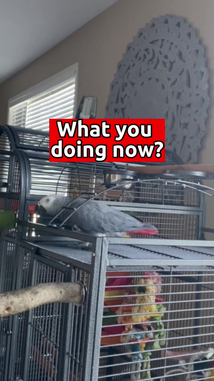 @Gizmo The Grey Bird