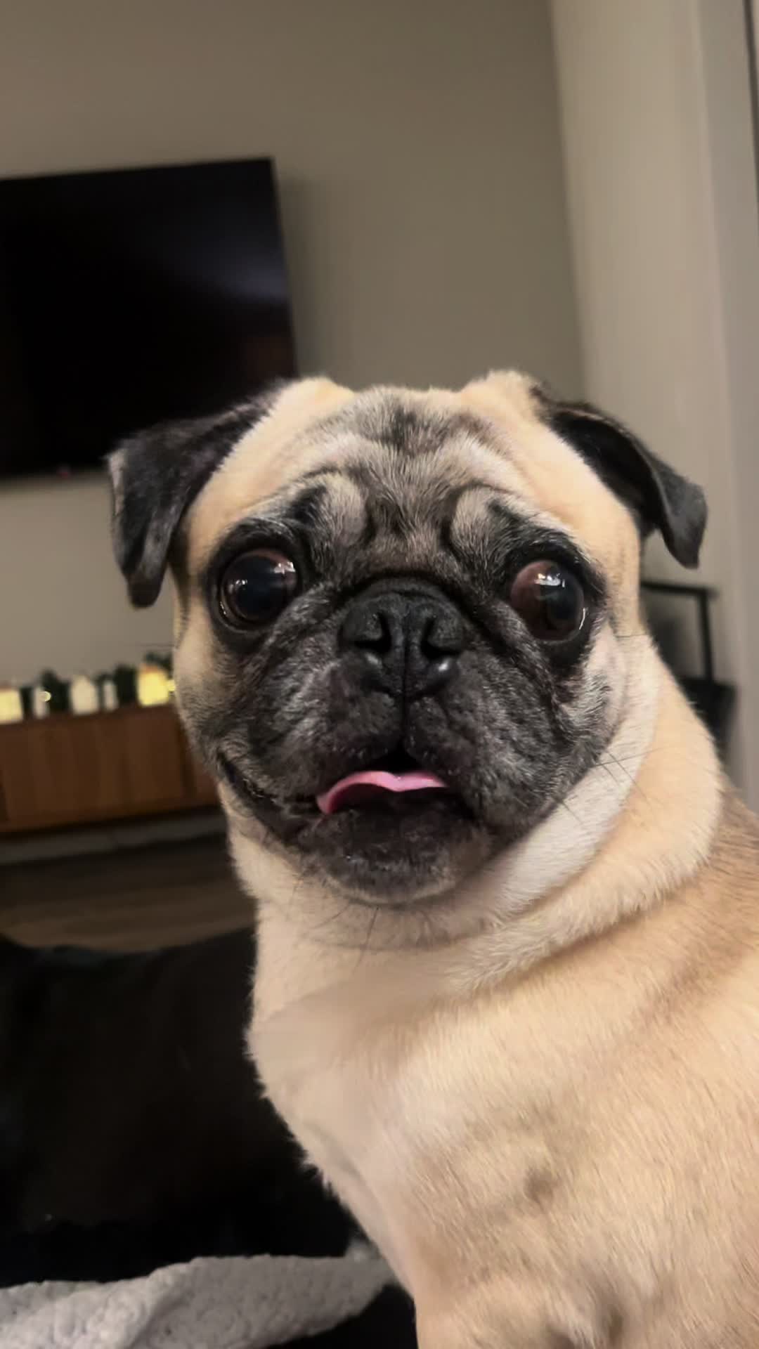 @Rigatoni the Pug