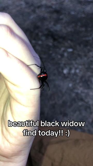 @laz 🕷️