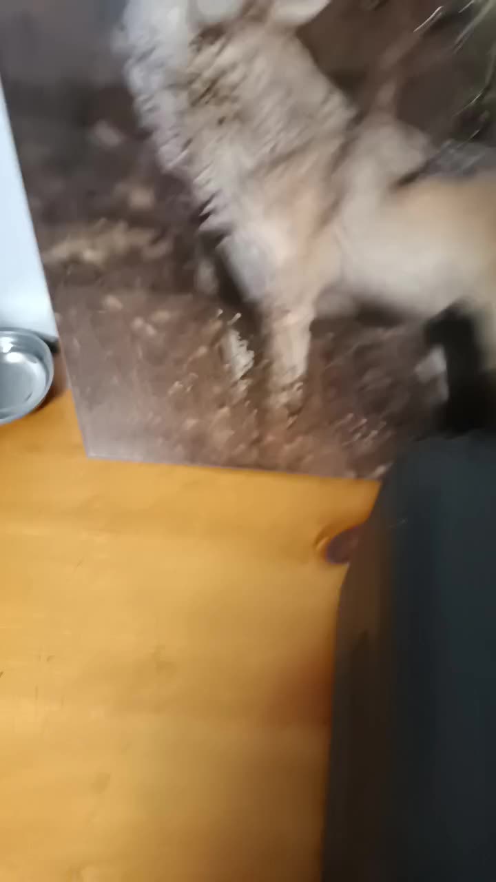 @GasterMaster11