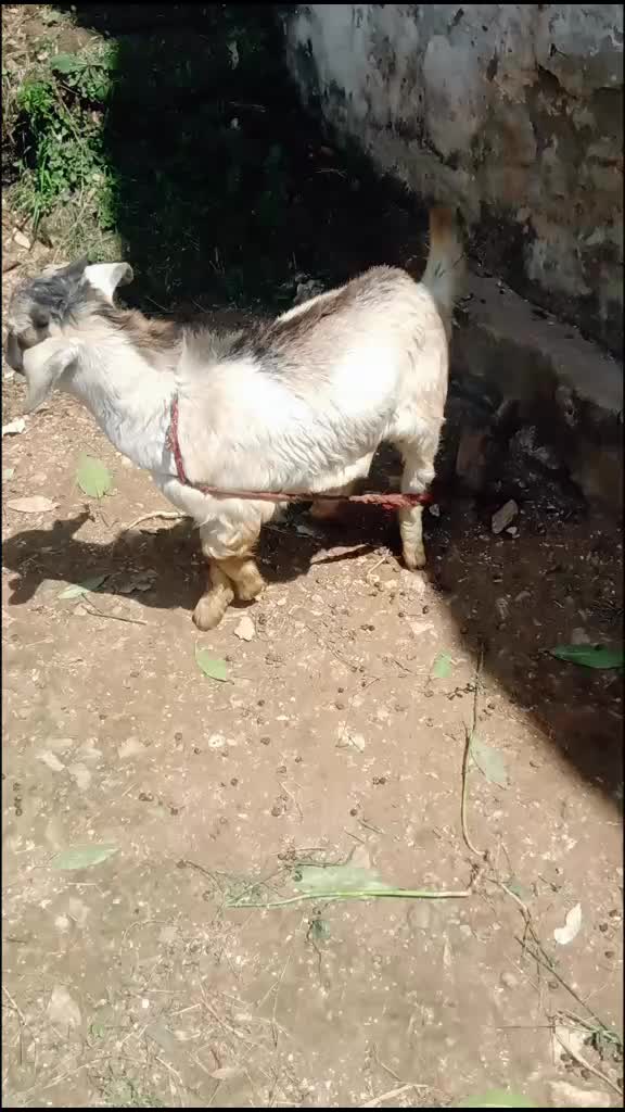 @भौर्याल जी😍❤️