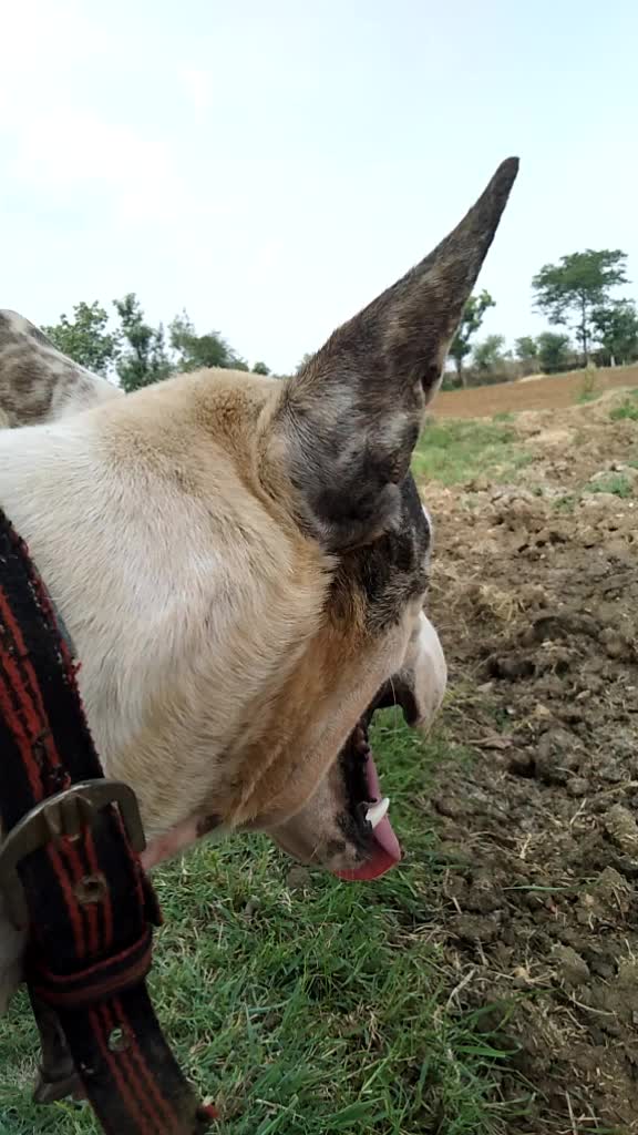 @क्षत्रिय राजपूत जी ⚔