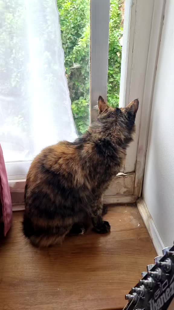 @Trini Cat
