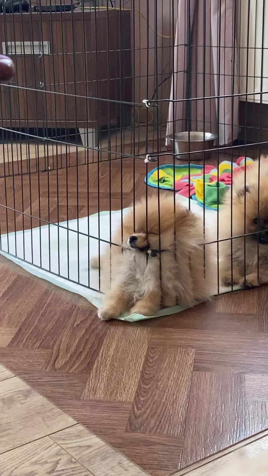 @Princess Candy Pomeranian