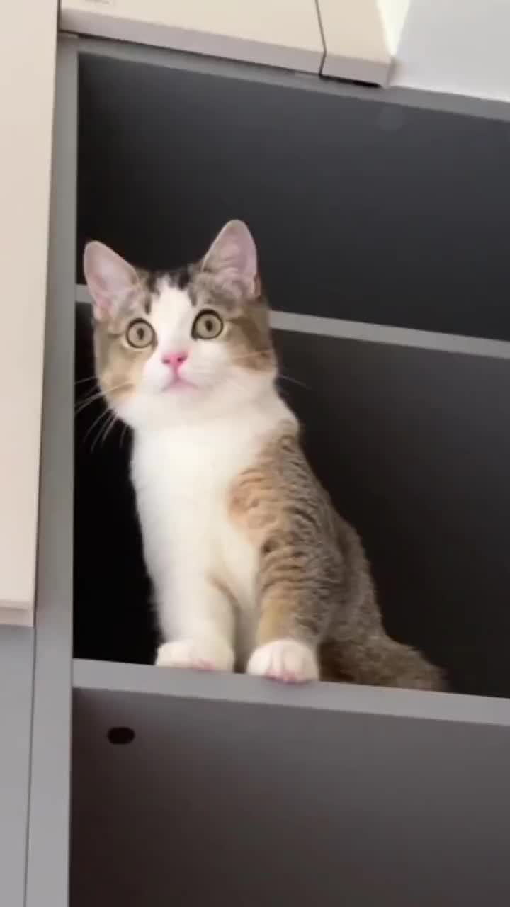@Lin