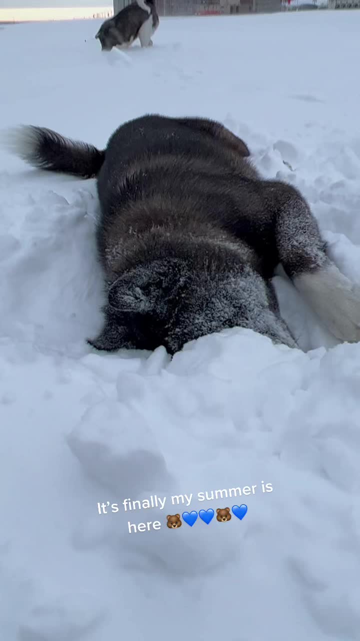 @Akitas.shiba.w
