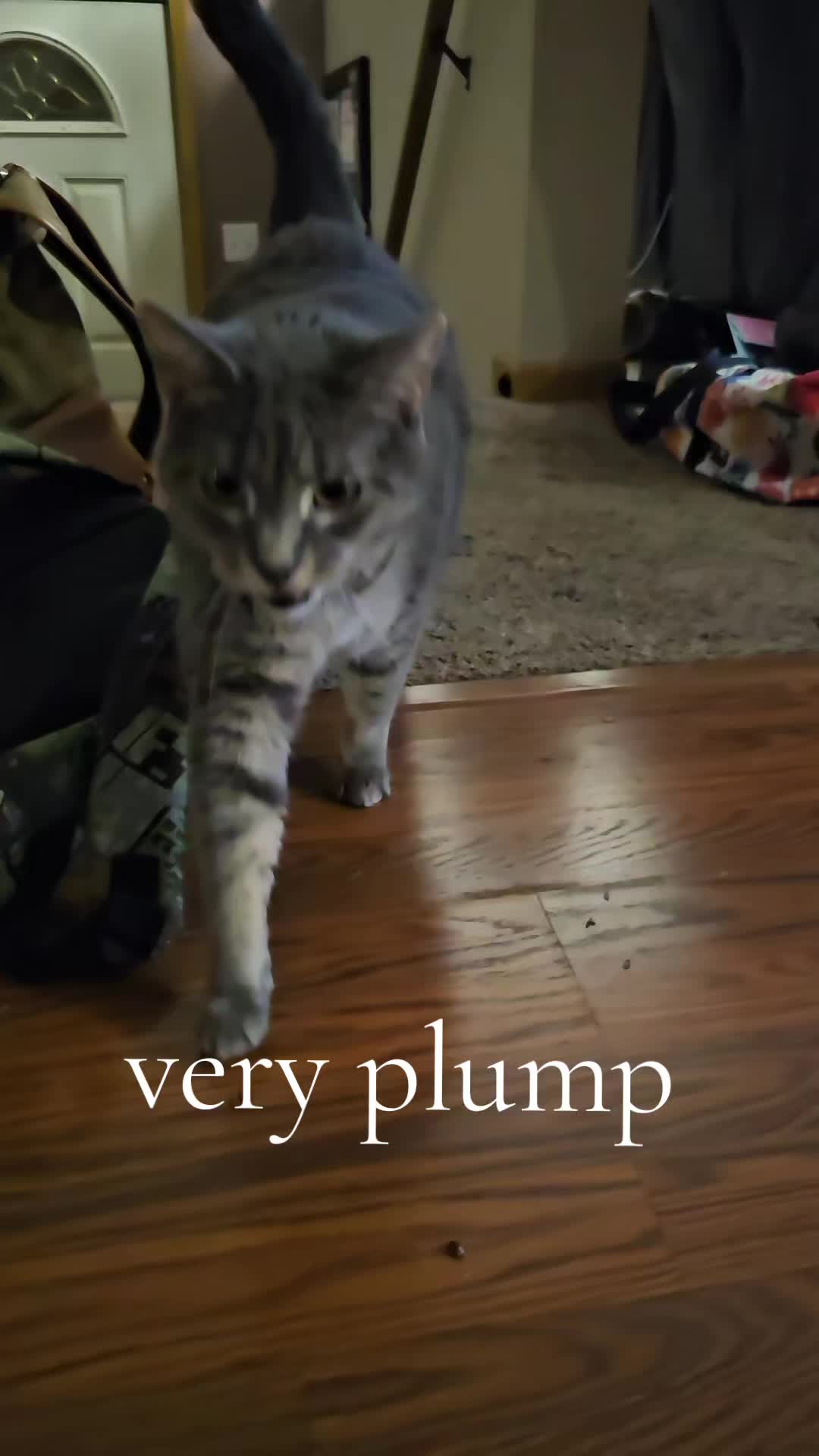 @Catgaga