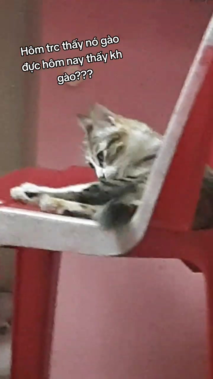 @t là pate🐈