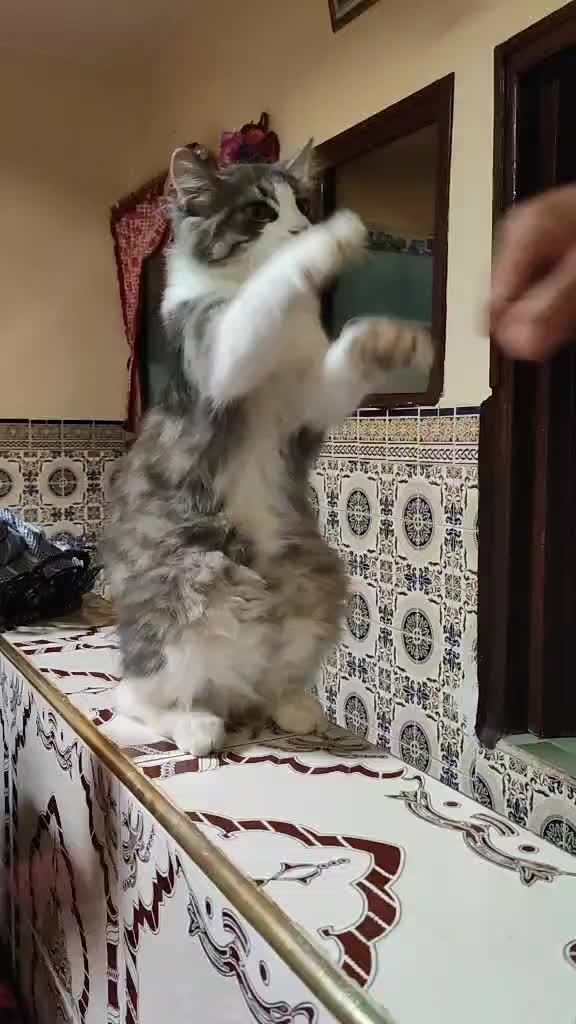 @Lola cat