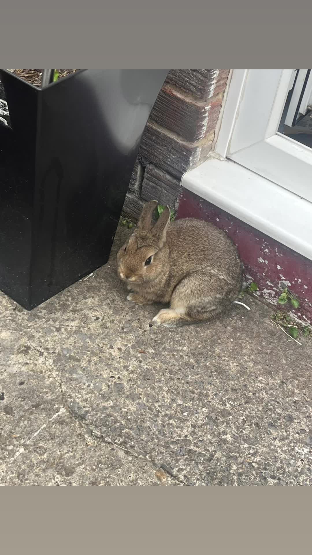@Bugz_adventures 💙🐰