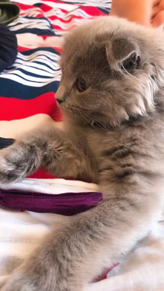 @Lili🐱❤️