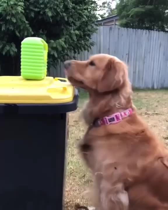 @pet_lover😍