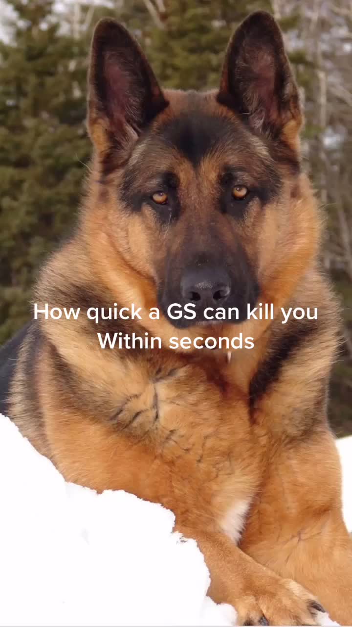 @Just that adorable pup