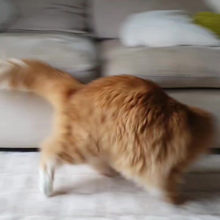 @Odintheforestcat