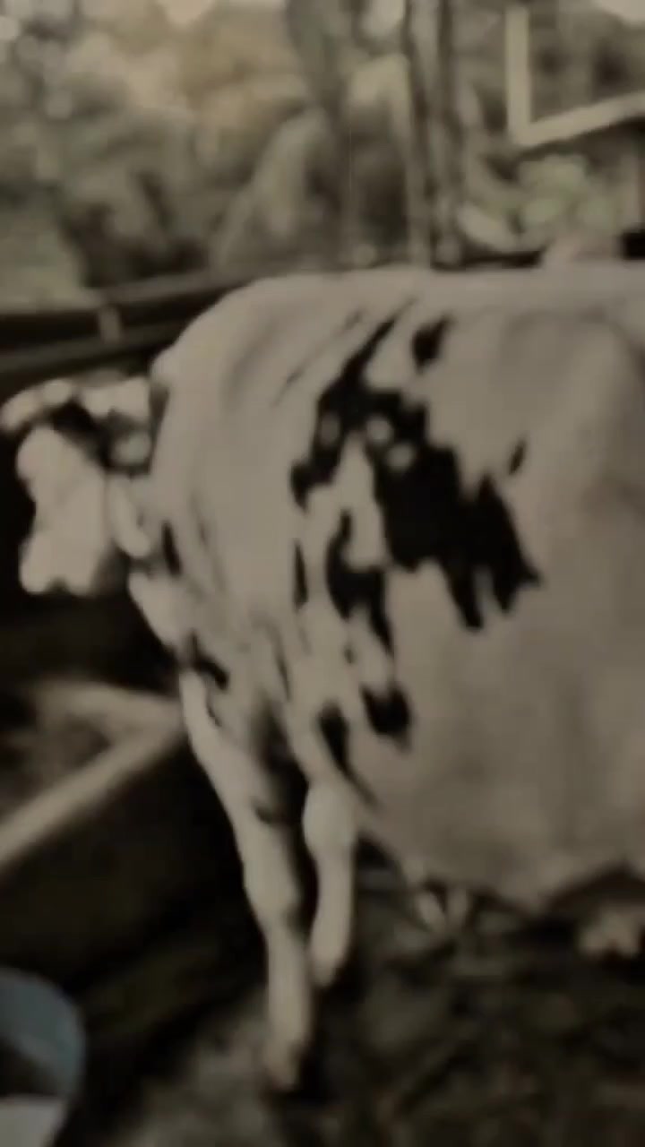 @ADAM MILK FARM