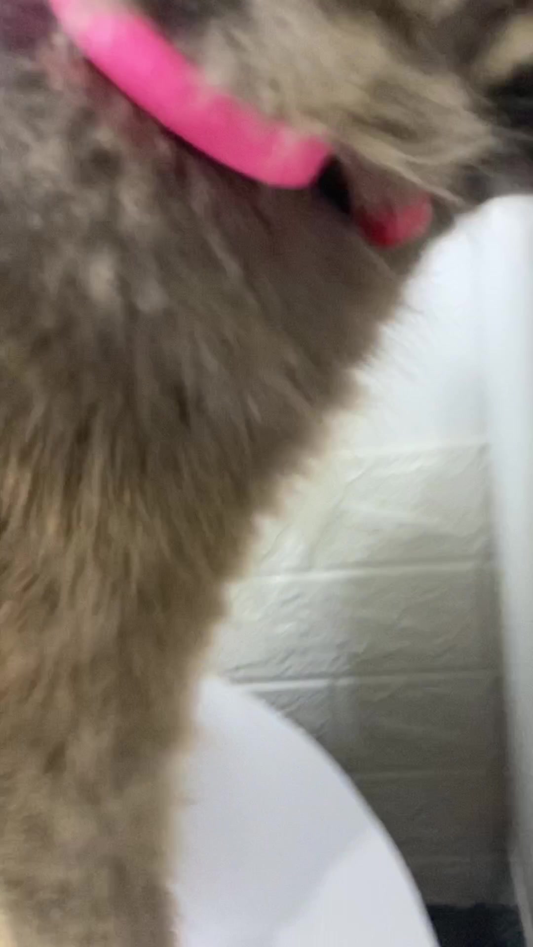 @Rich.id Petshop