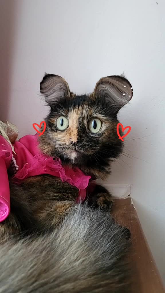 @Trini Cat