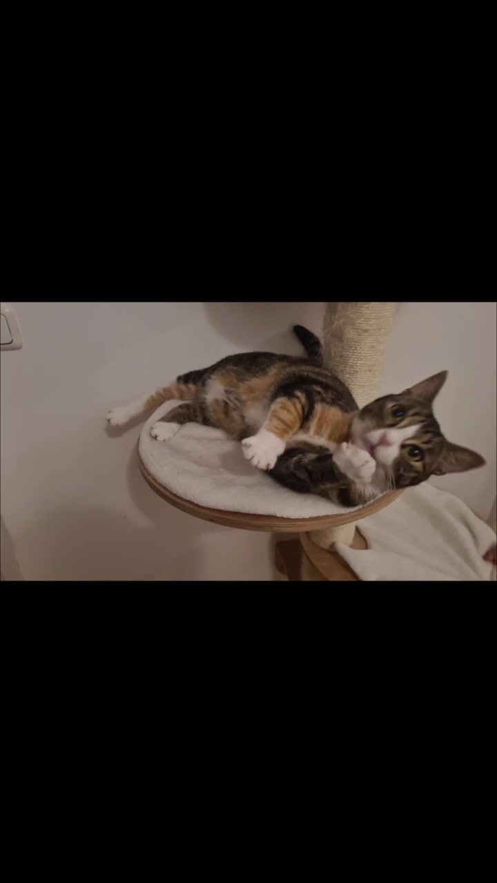 @5KidCat