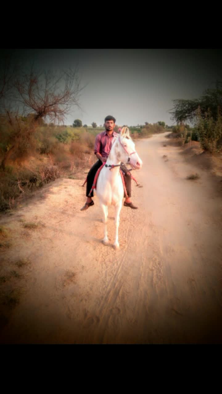 @HajiBhai malthari 🐴