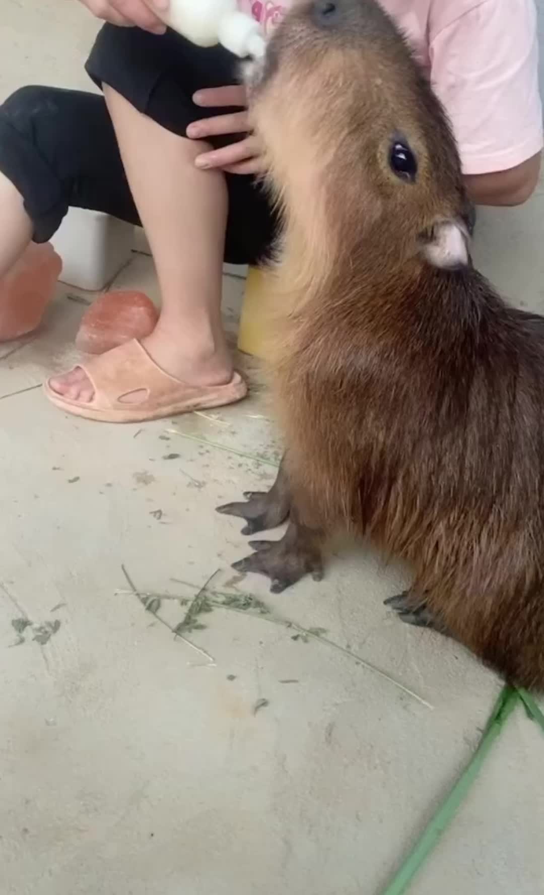 @CaPyBaRa