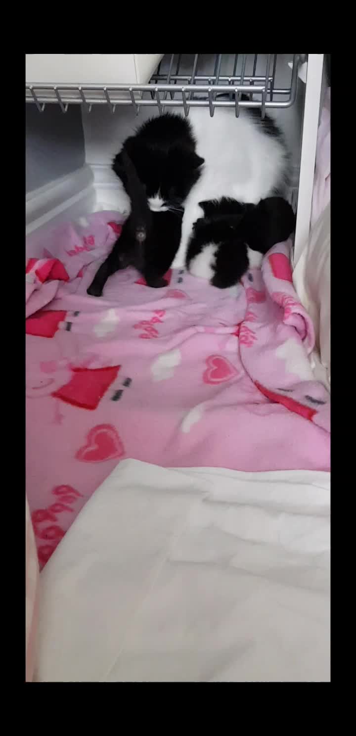 @storm.and.kittens