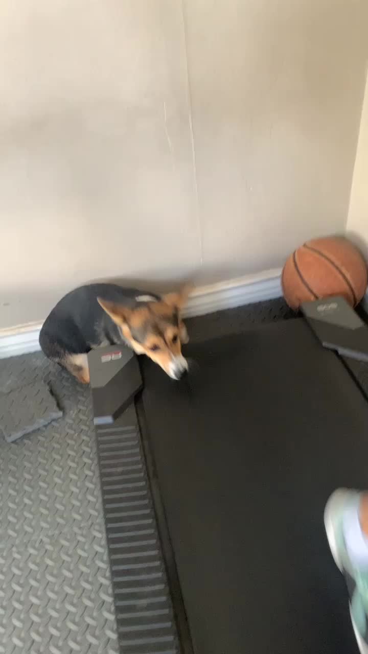 @Xena Warrior Corgi