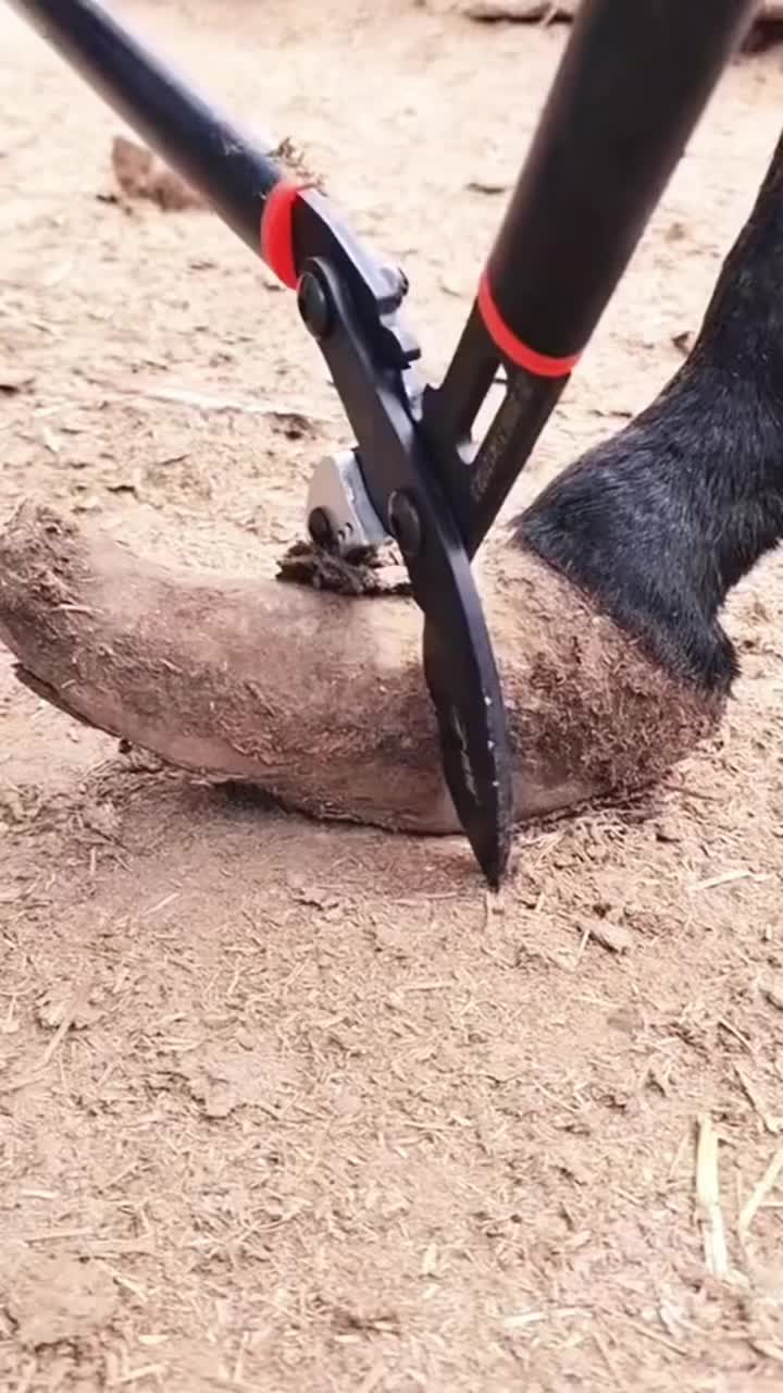 @Tessa - Animal US