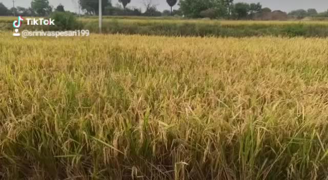 @srinivaspesari1995