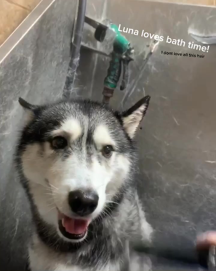 @coloradohuskies