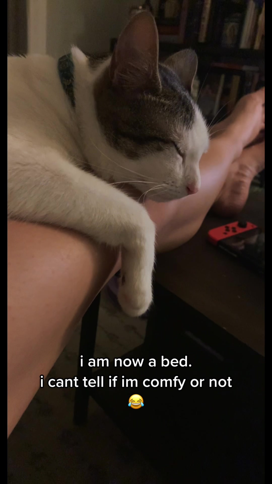 @nova’s the cat