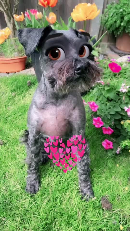 @𝔾𝕆𝕂𝕌 🐶